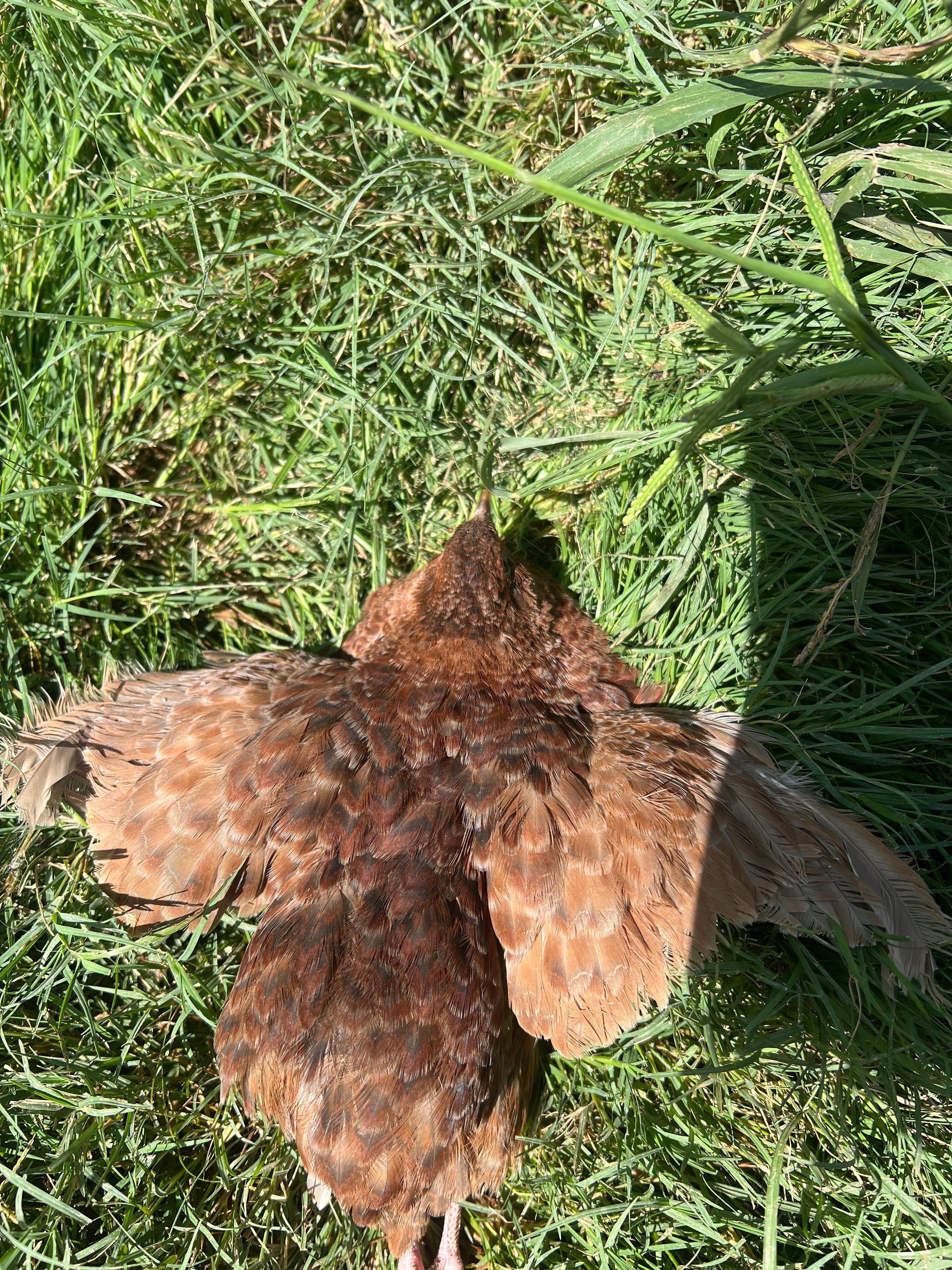 Red Range Coturnix Quail Hatching Eggs