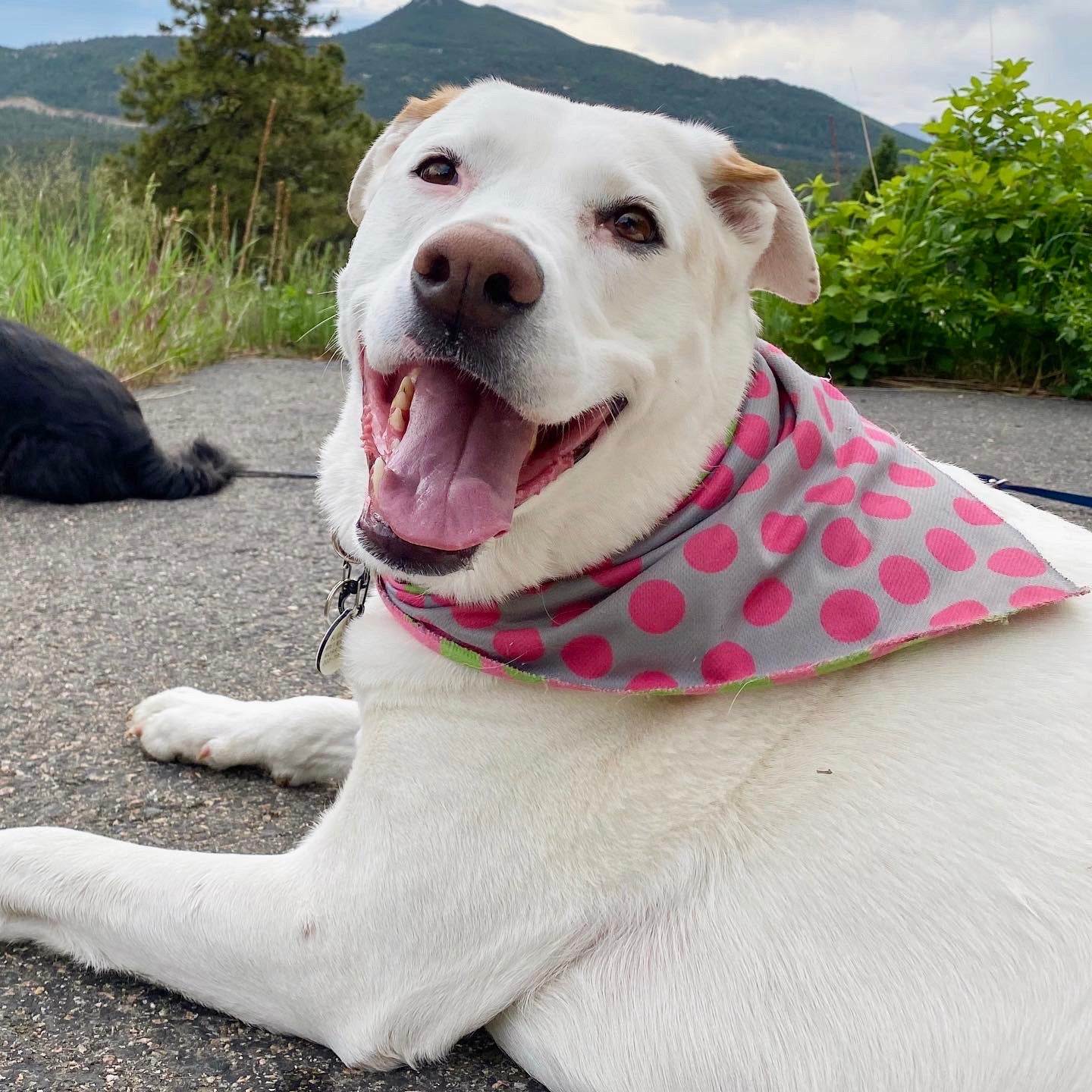 Walk-e-Woo Sport Bandana - Green/Pink/Grey