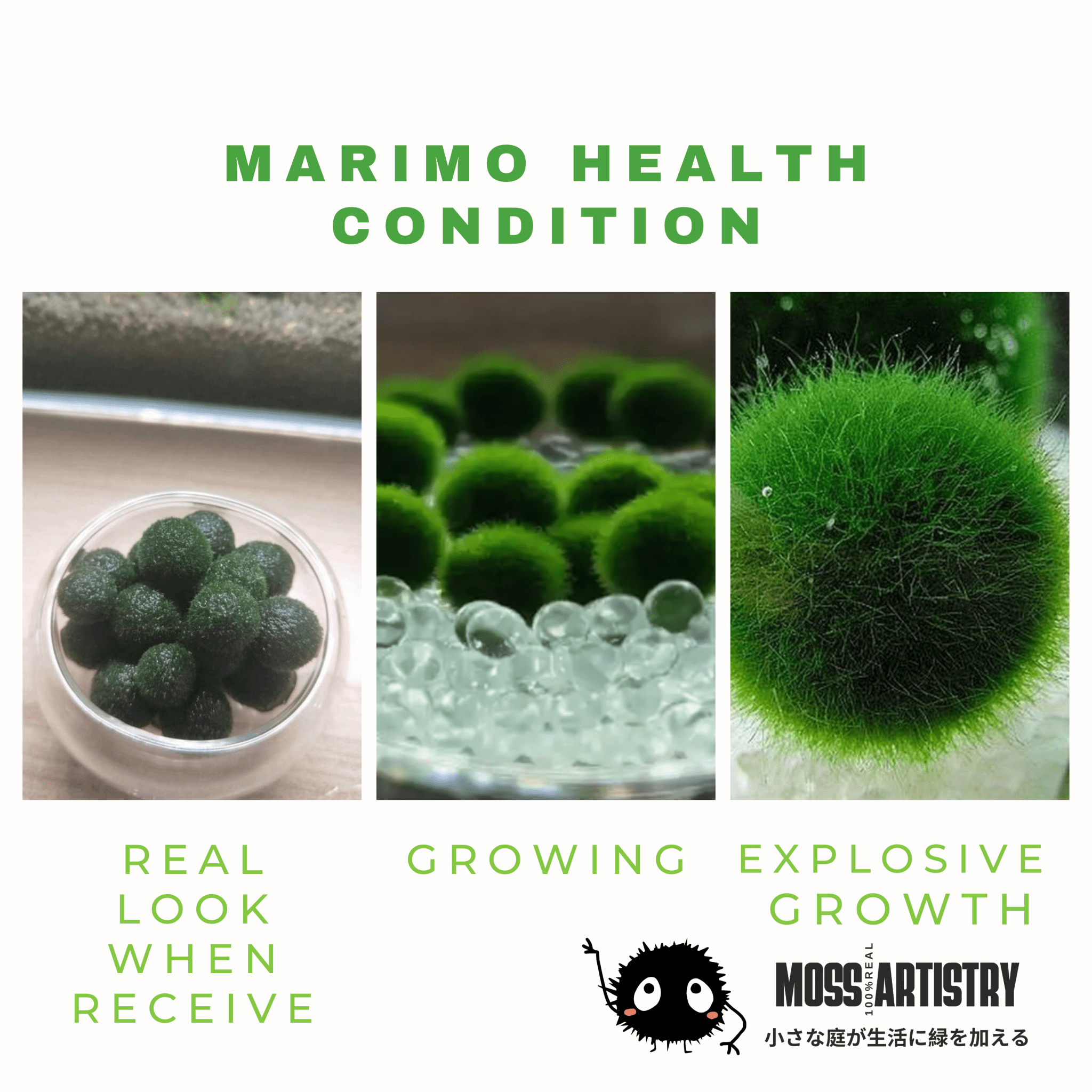 5cm-6cm-7cm Large Moss Balls Huge Giant Series: Kokedama Large Moss Ball for Betta Fish Aquarium Plants Marimo Petco