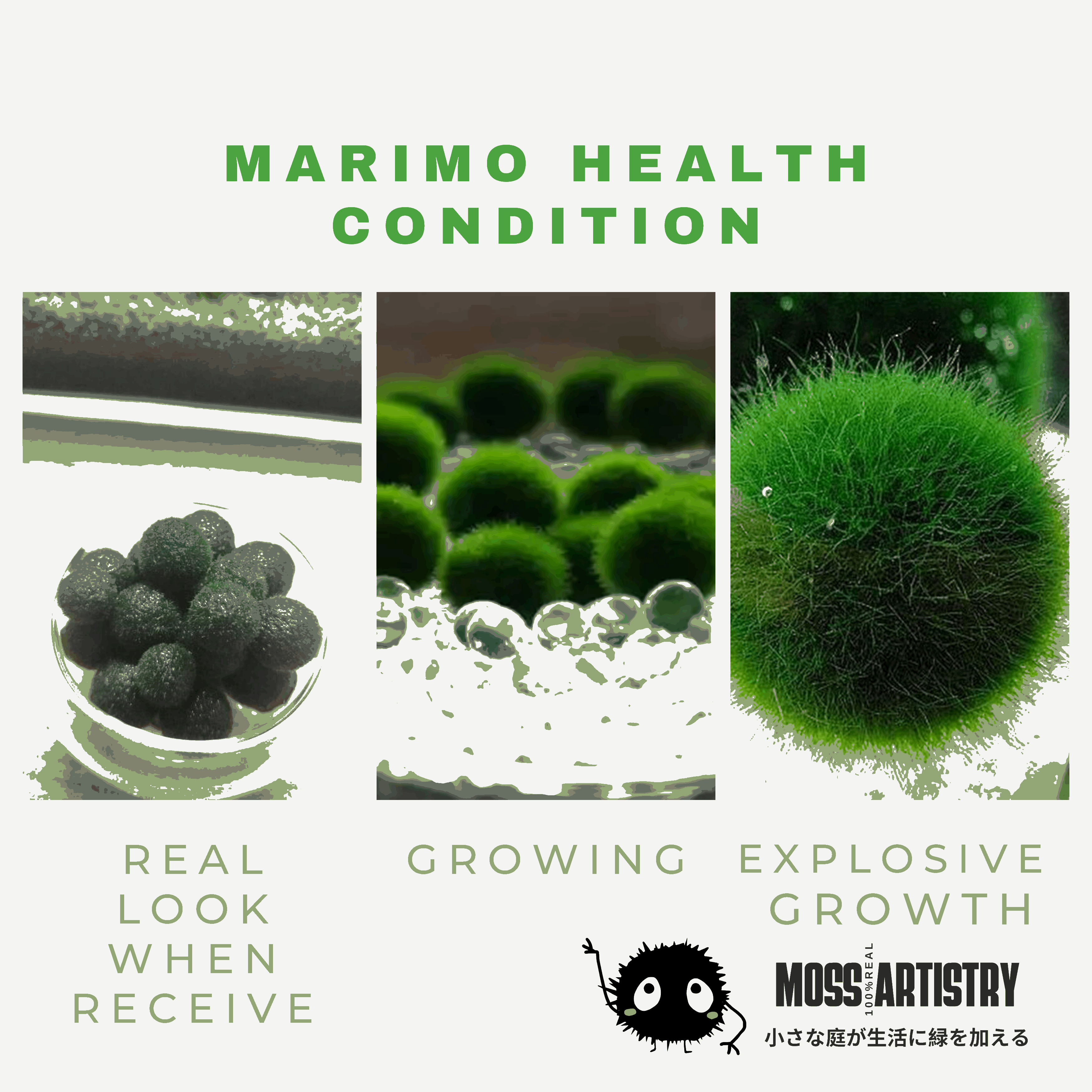 Marimo Moss Ball Aquarium 6-12 Month 0.8-1.5cm Marimo Moss Balls: 5/10/20/50PCS