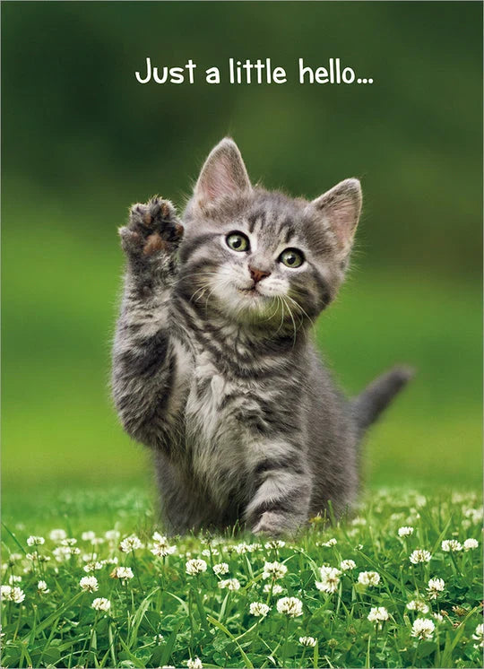 Avanti Kitten Hello Greeting Card