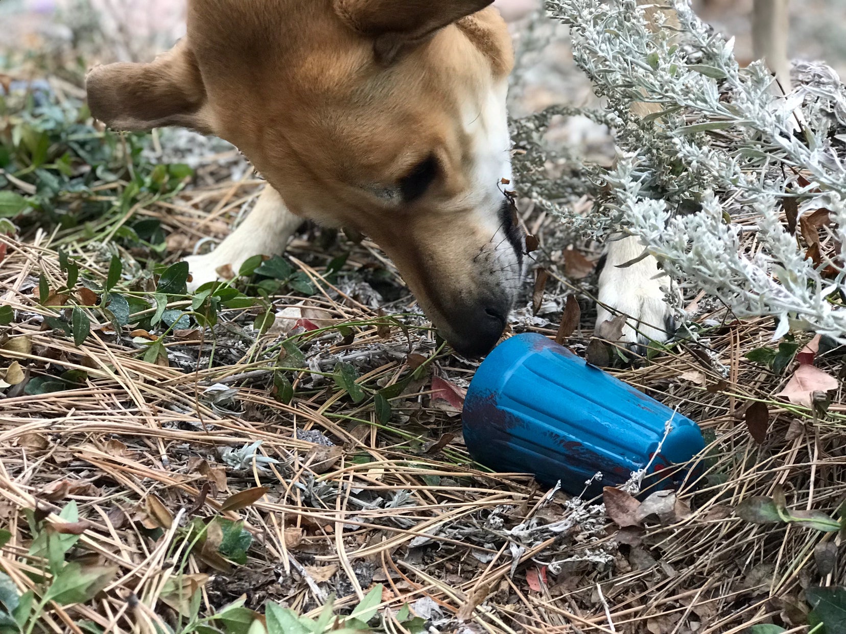 ID Wire Nut Durable Rubber Chew Toy & Treat Dispenser