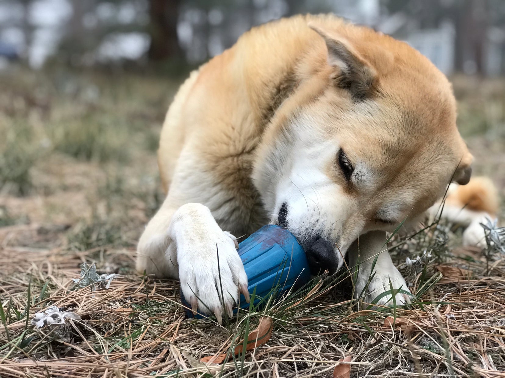 ID Wire Nut Durable Rubber Chew Toy & Treat Dispenser