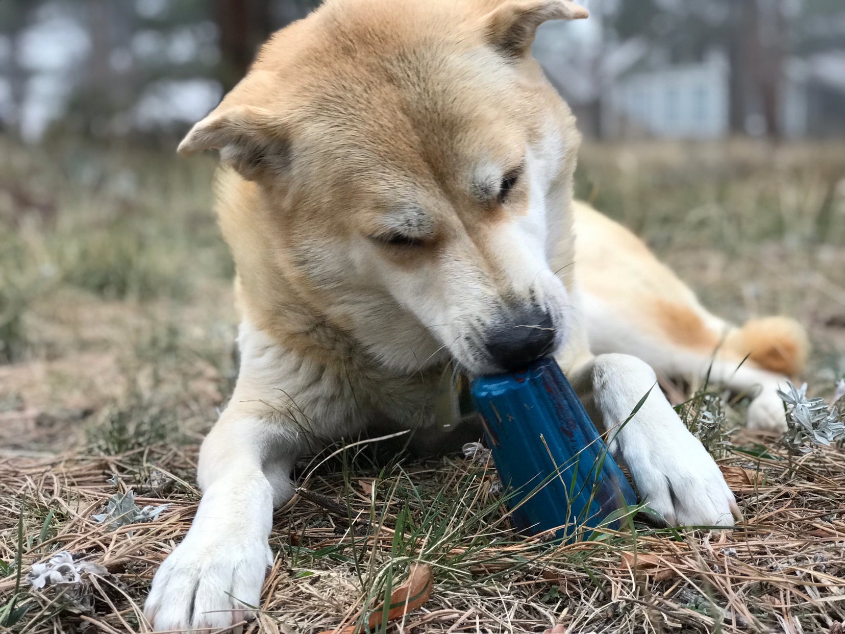 ID Wire Nut Durable Rubber Chew Toy & Treat Dispenser