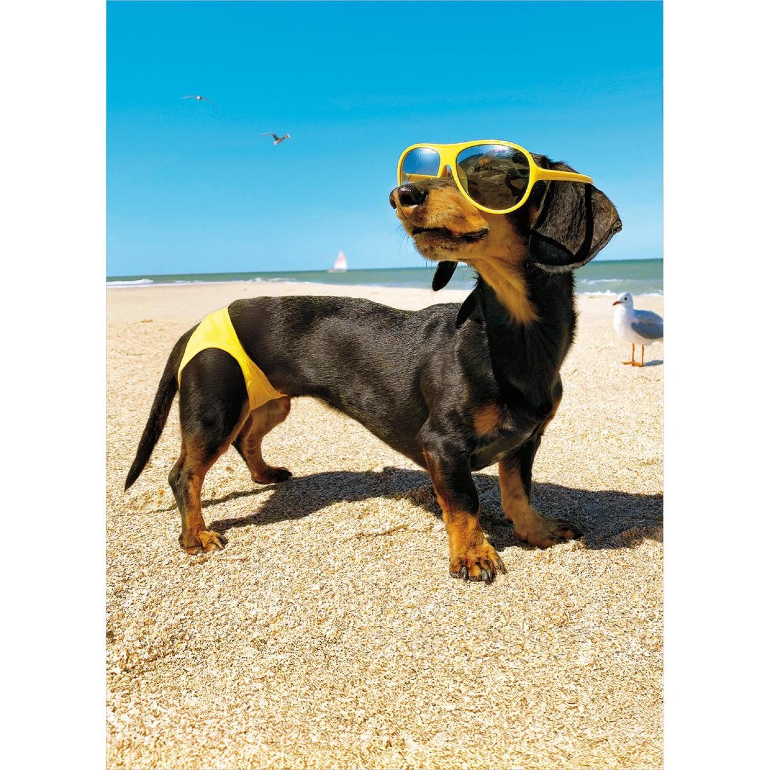 Avanti Dog In Bathing Suit Greeting Card