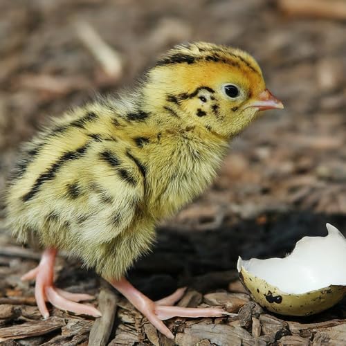 Coturnix Quail Fertile Hatching Eggs, 12 Count, Carefully Sourced and Selected for Quality, Ideal for Incubation and Sustainable Egg Hatching from Family Farms and Hatcheries picked daily fresh