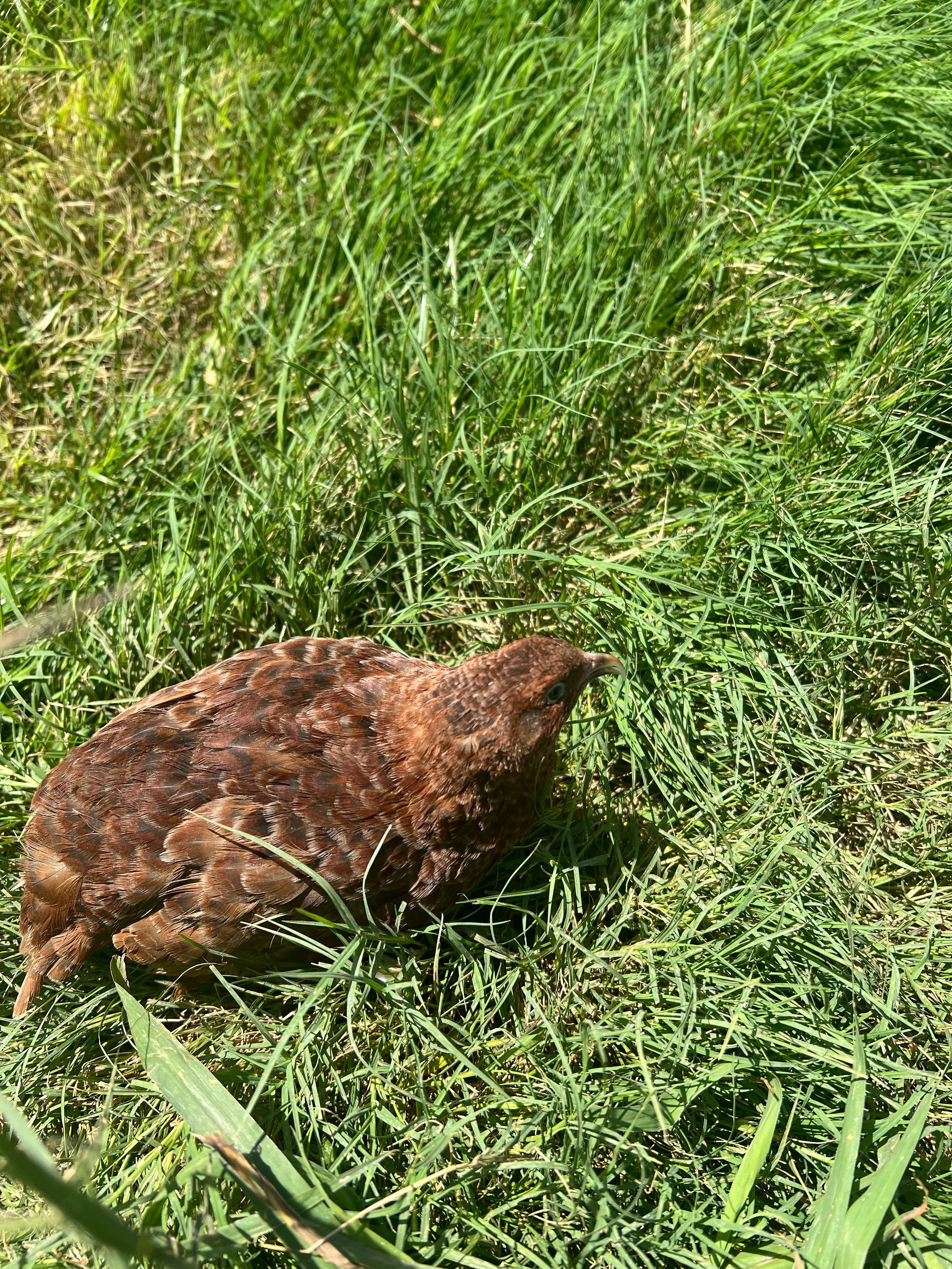 Red Range Coturnix Quail Hatching Eggs