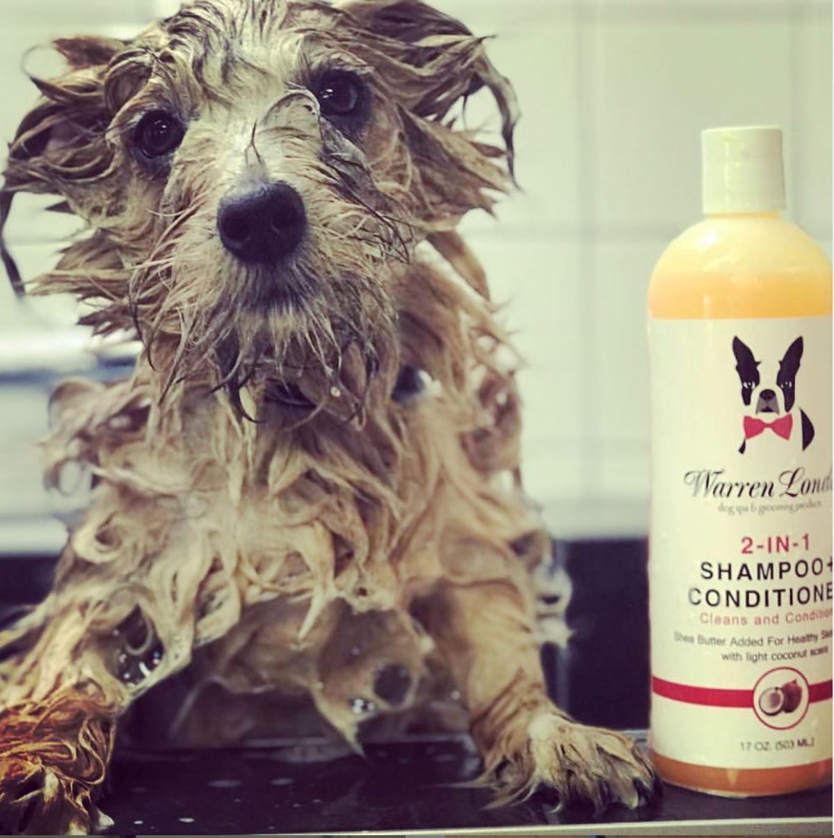 2-in-1 Dog Shampoo + Conditioner - Coconut Scented