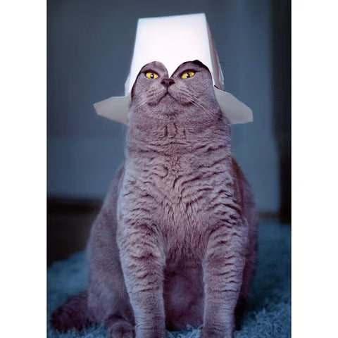 Avanti Cat With Take Out Container On Greeting Card