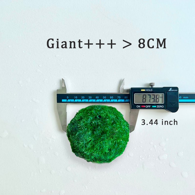 5cm-6cm-7cm Large Moss Balls Huge Giant Series: Kokedama Large Moss Ball for Betta Fish Aquarium Plants Marimo Petco