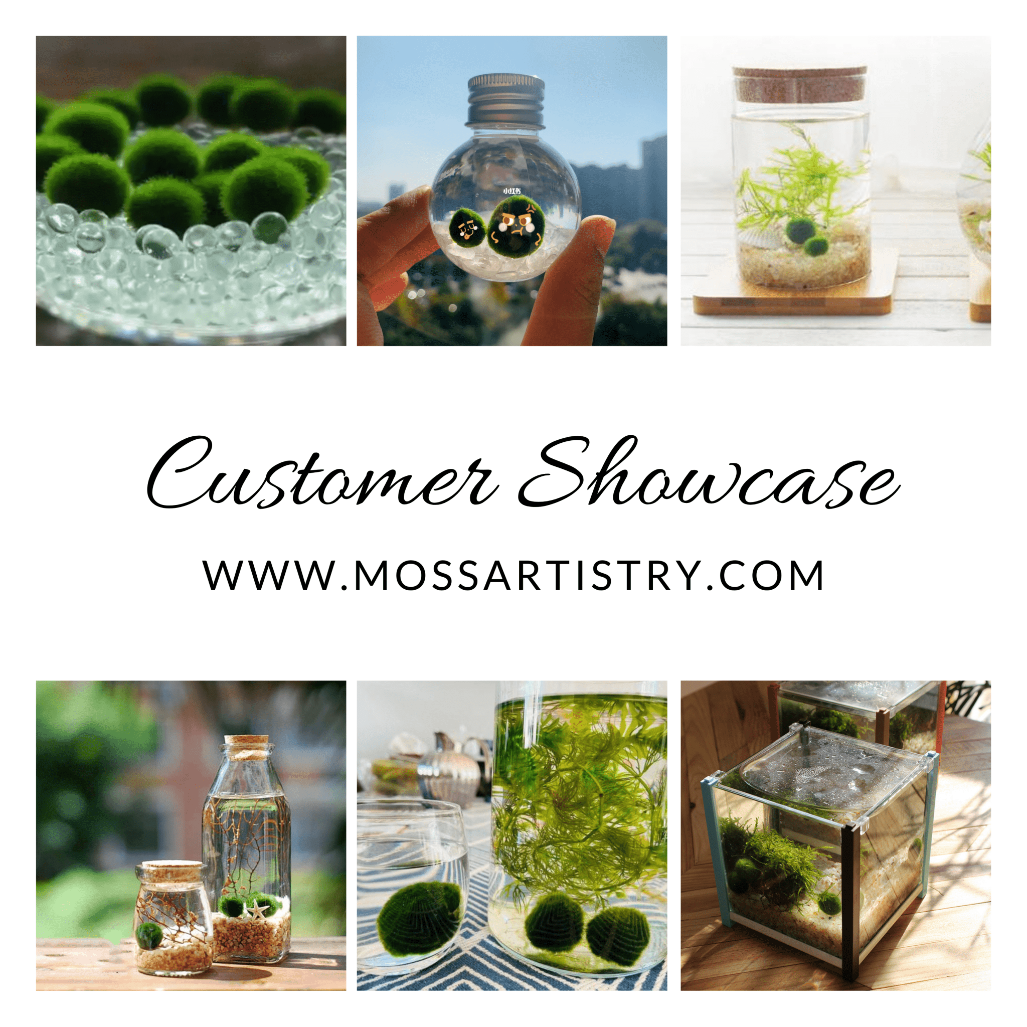 Marimo Moss Balls For Aquarium 20PCS Multiple Size Moss Ball Aqua Plant Pet Bulk Sale - Kokedama Japanese Algae Ball Wholesale