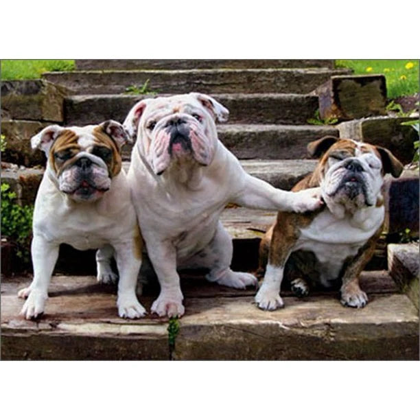Avanti Bulldog Pushing Bulldog Greeting Card
