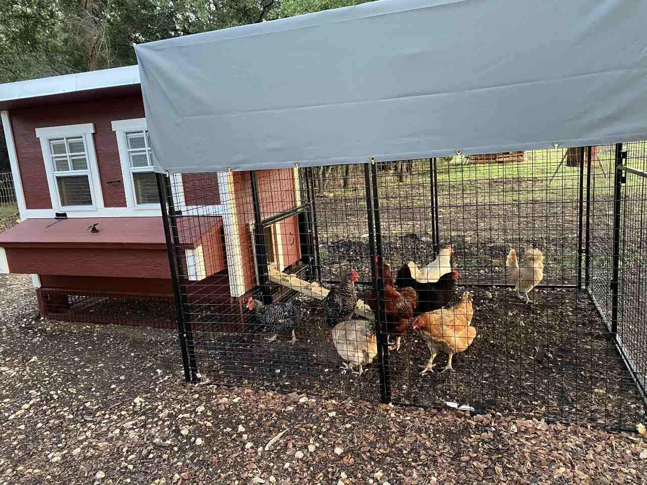 Walk-In 8 ft. Chicken Run (6'6