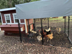 Walk-In 8 ft. Chicken Run (6'6"W x 7'6"L x 6'3"H)