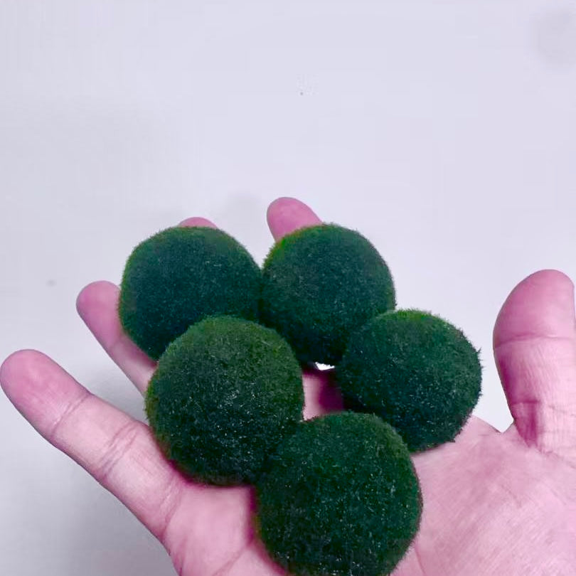 Sample Marimo Moss Balls Multiple Size - Authentic Japanese Moss Balls