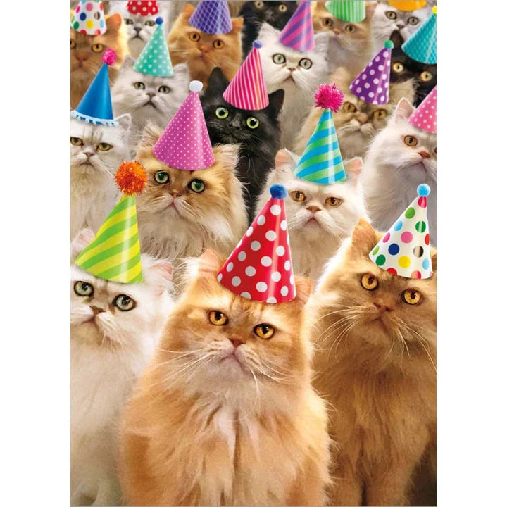 Avanti Cat Party Greeting Card