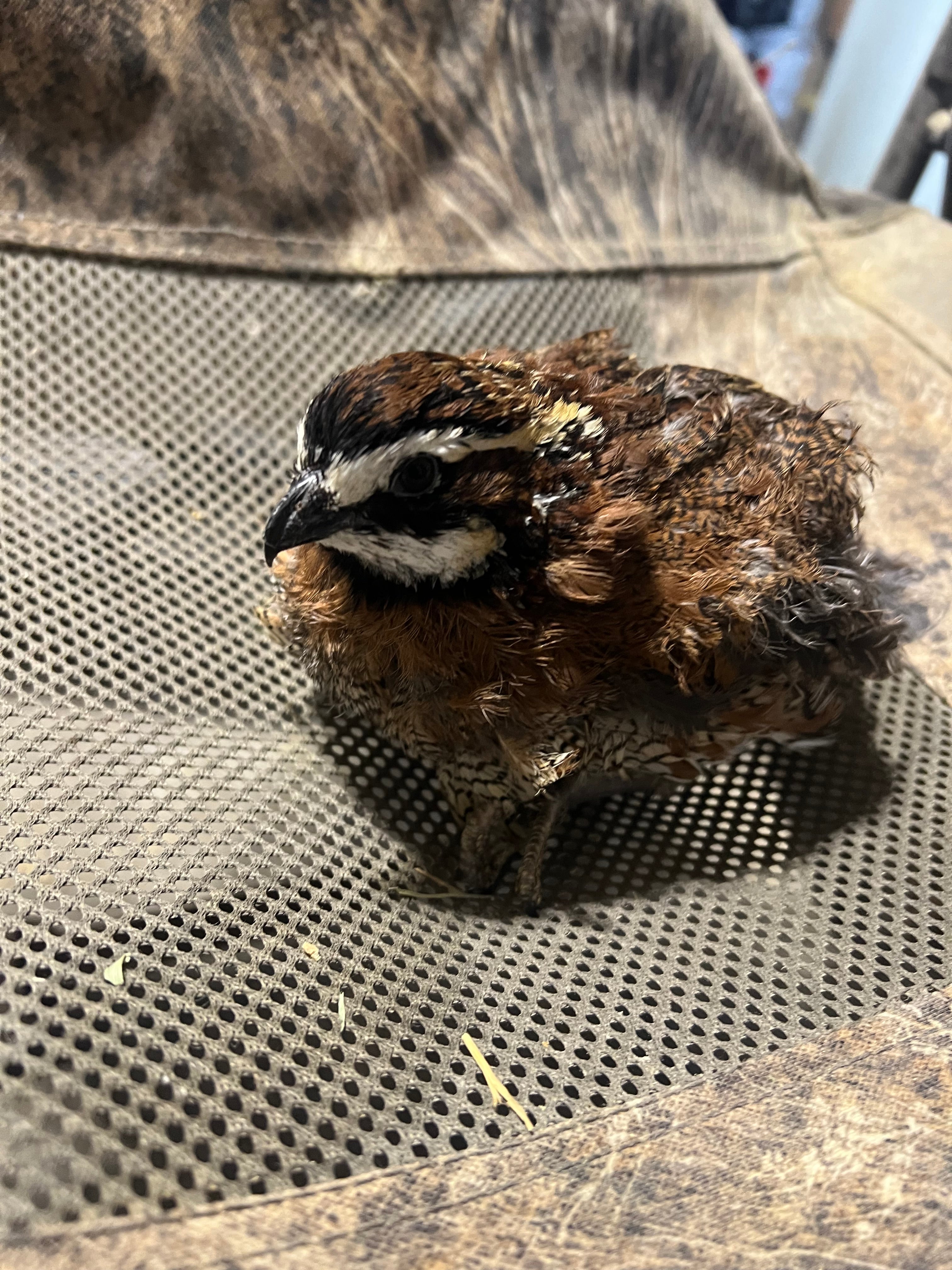 Georgia Giant Quail Hatching Eggs