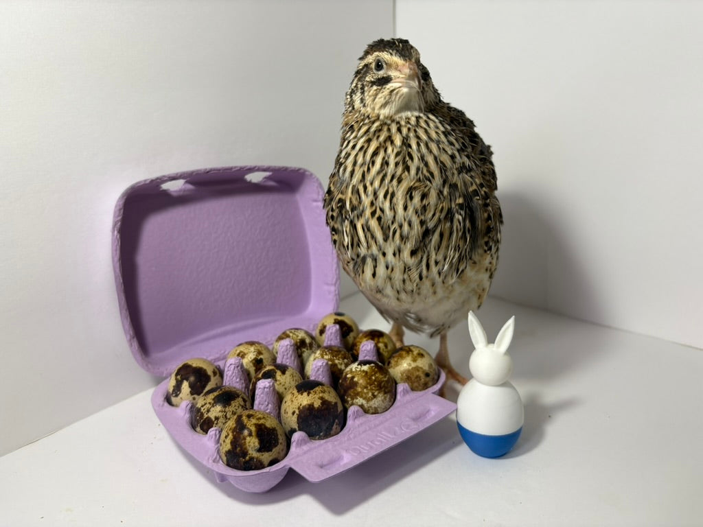 Fertile Quail Eggs – Choose Your Variety