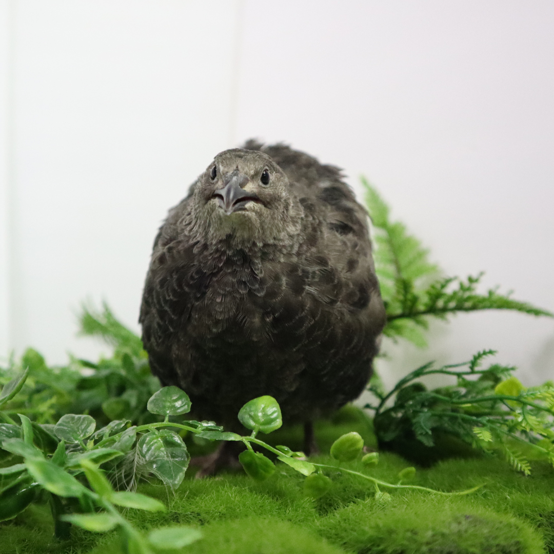 Fertile Quail Eggs – Choose Your Variety