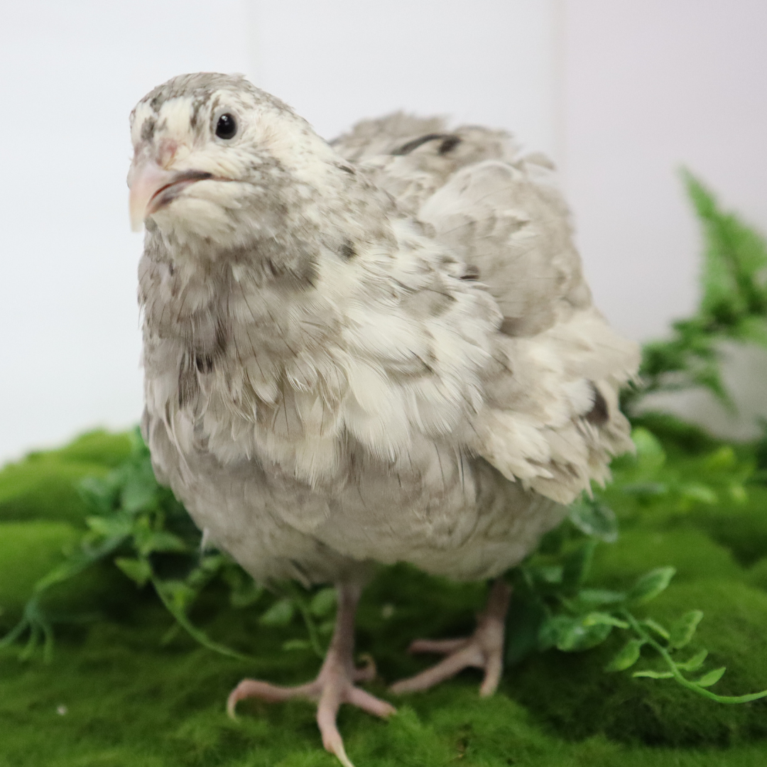 Andalusian coturnix fertile quail eggs