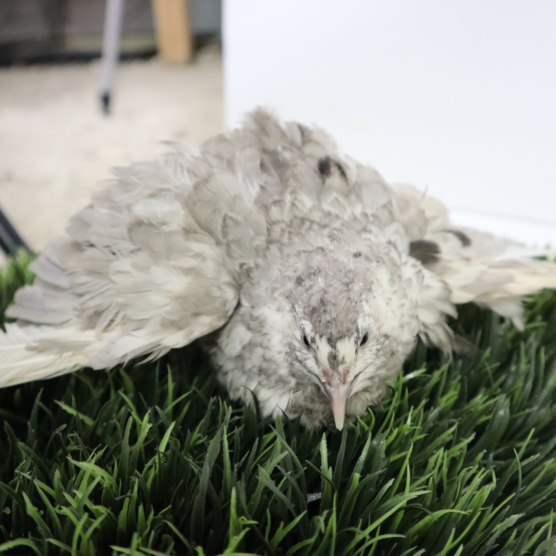 Andalusian coturnix fertile quail eggs