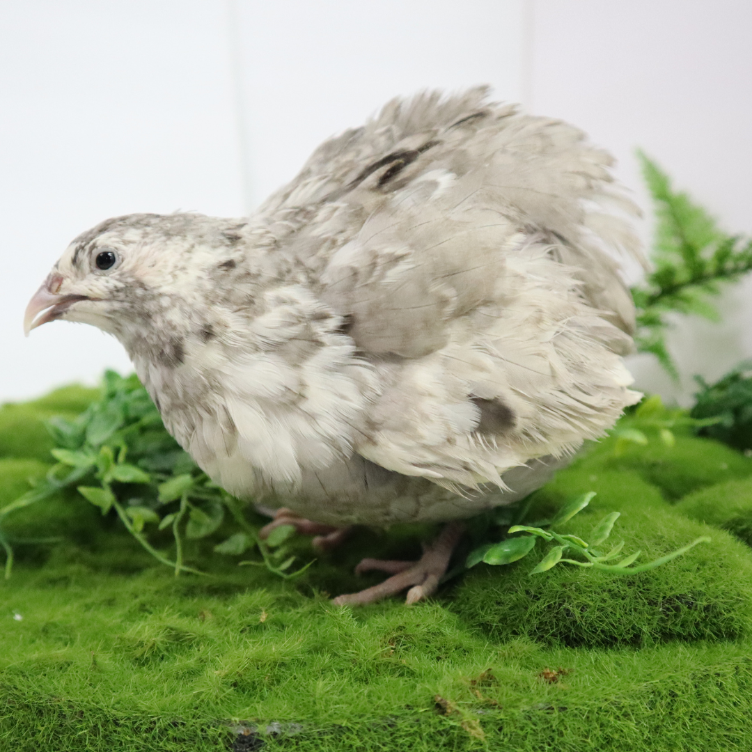 Andalusian coturnix fertile quail eggs