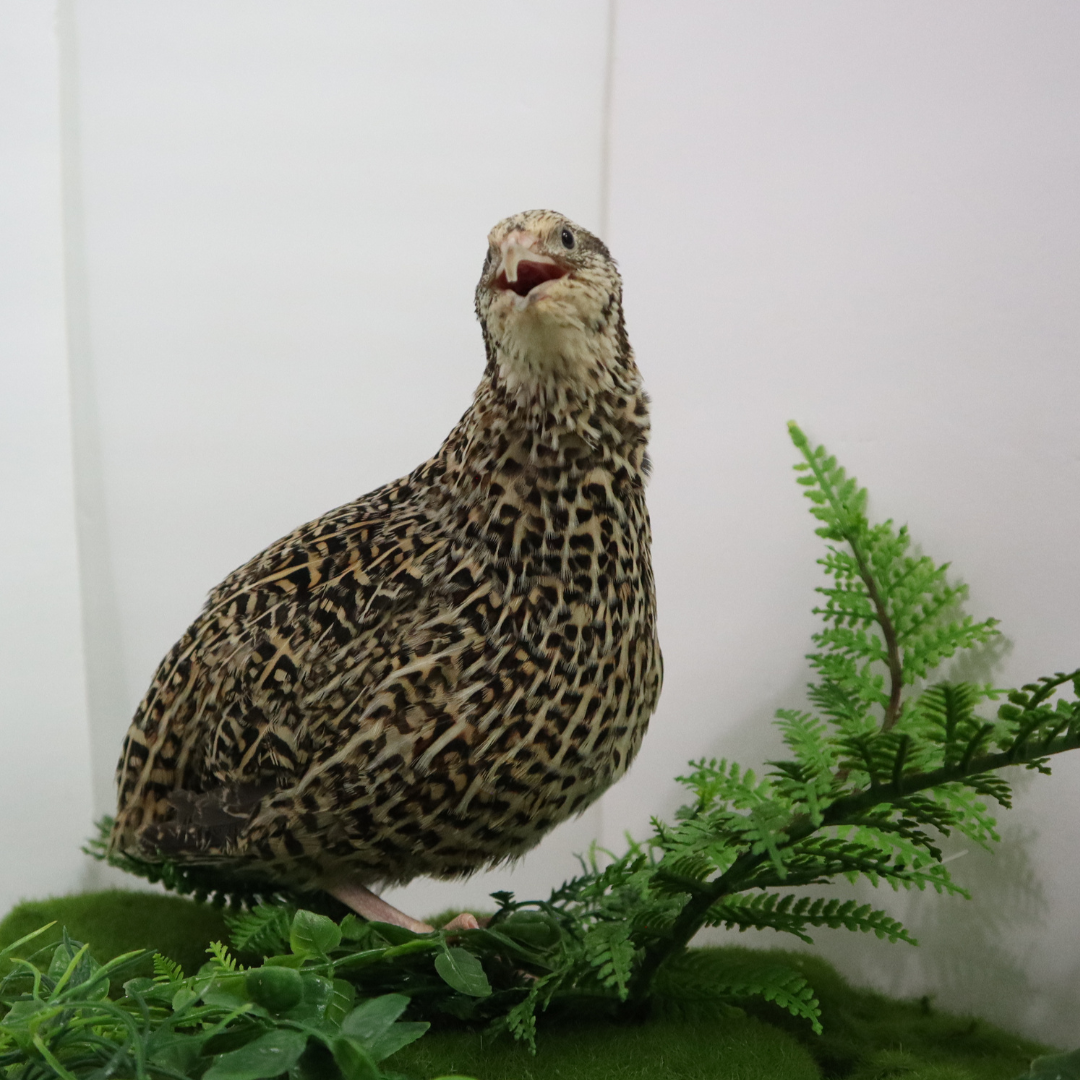 Fertile Quail Eggs – Choose Your Variety