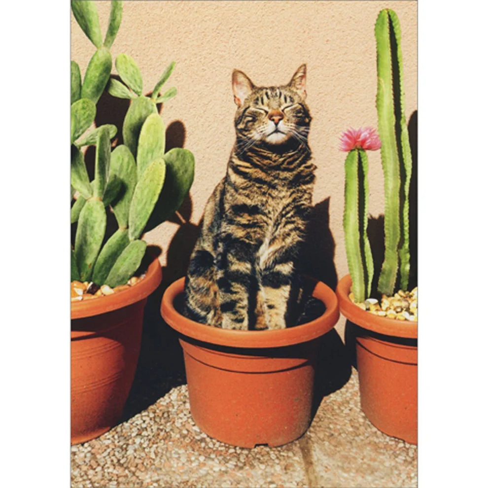 Avanti Cactus Cat Greeting Card
