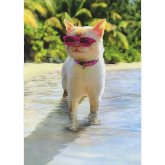 Avanti Cat On Beach Greeting Card