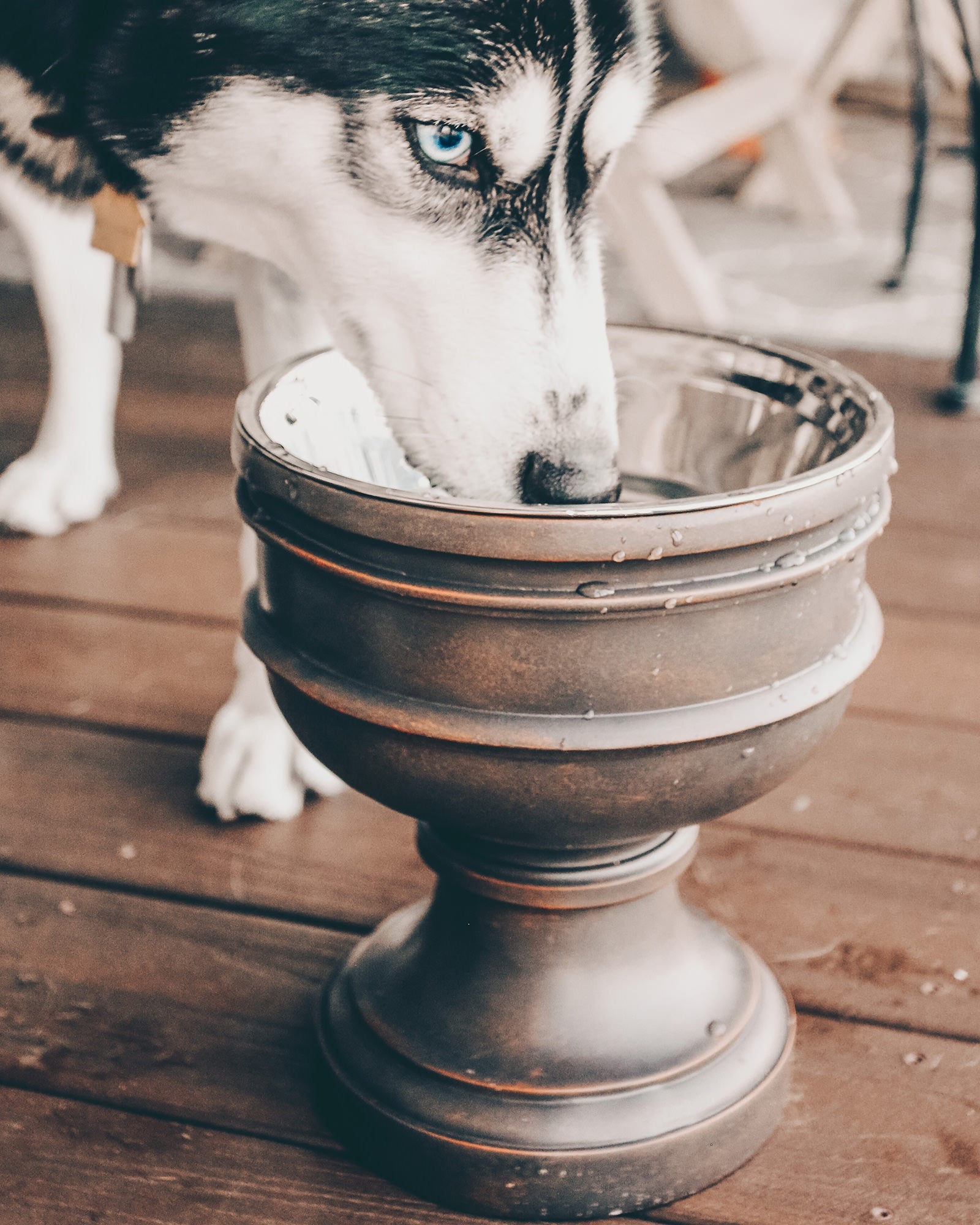 Summit Elevated Dog Bowl