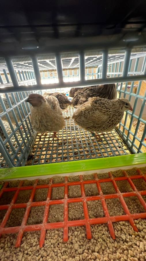 Jumbo Italian Quail Hatching Eggs
