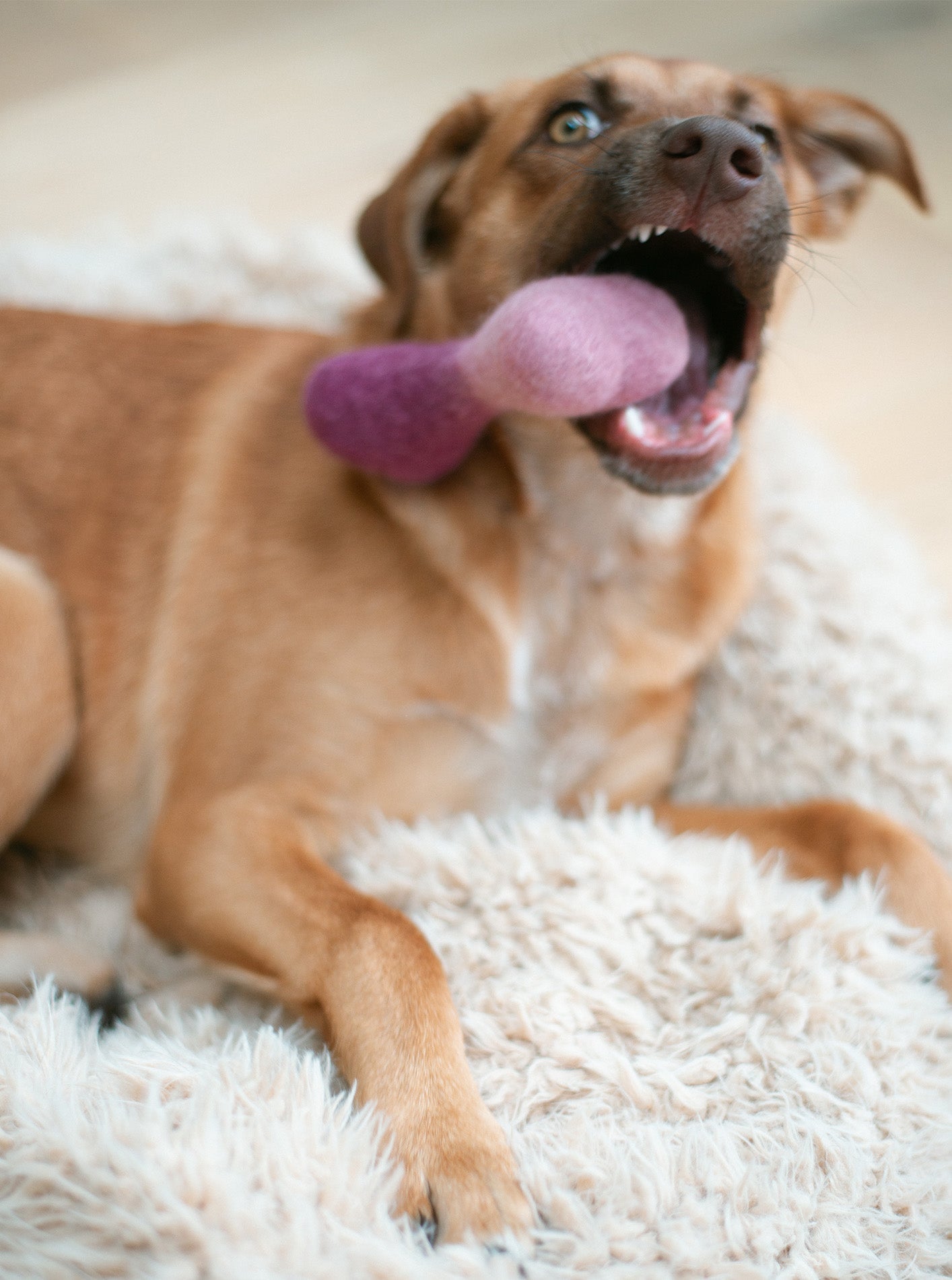 OMBRE WOOLBONE DOG TOY