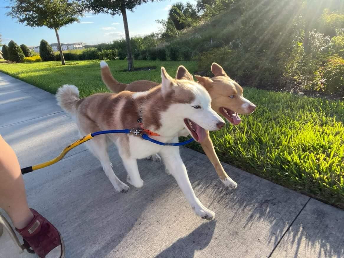 Dog Coupler for Biking and Walking