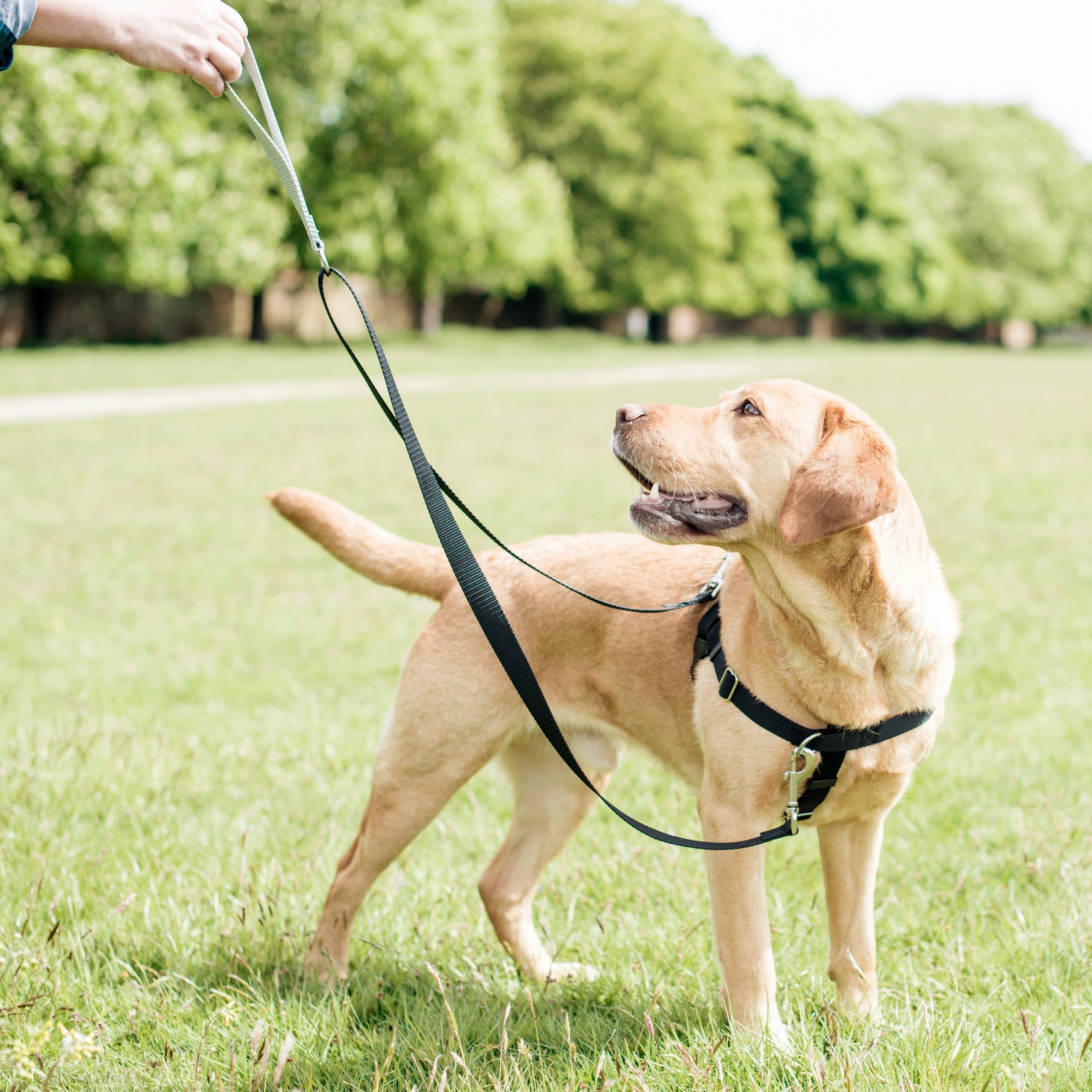 Black Freedom No-Pull Dog Harness