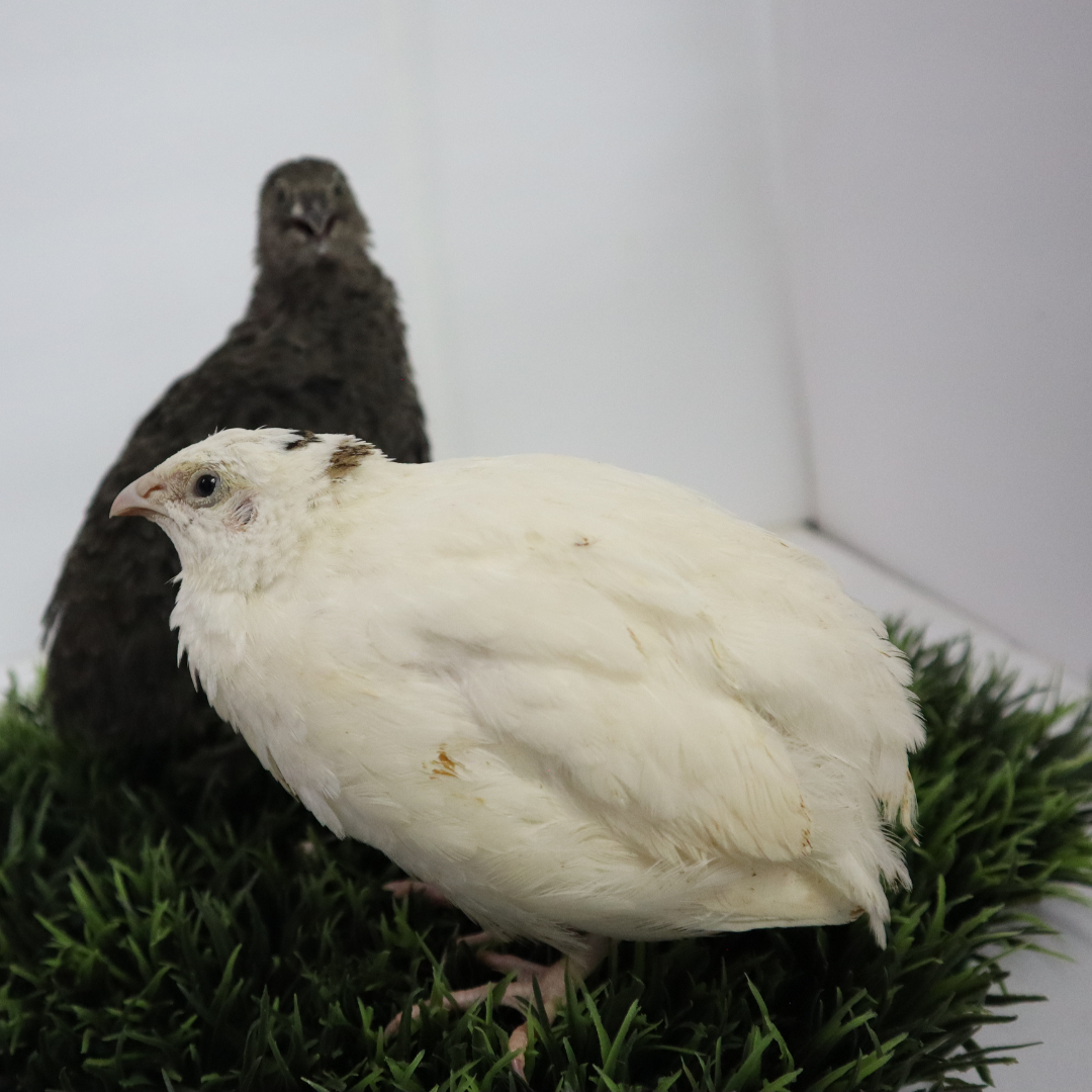 Fertile Hatching Mixed Jumbo Pharaoh Coturnix,Jumbo Italian, White,Brown Quail Hatching Eggs- Coturnix Quail Eggs for Sustainable Farming Hens Choice