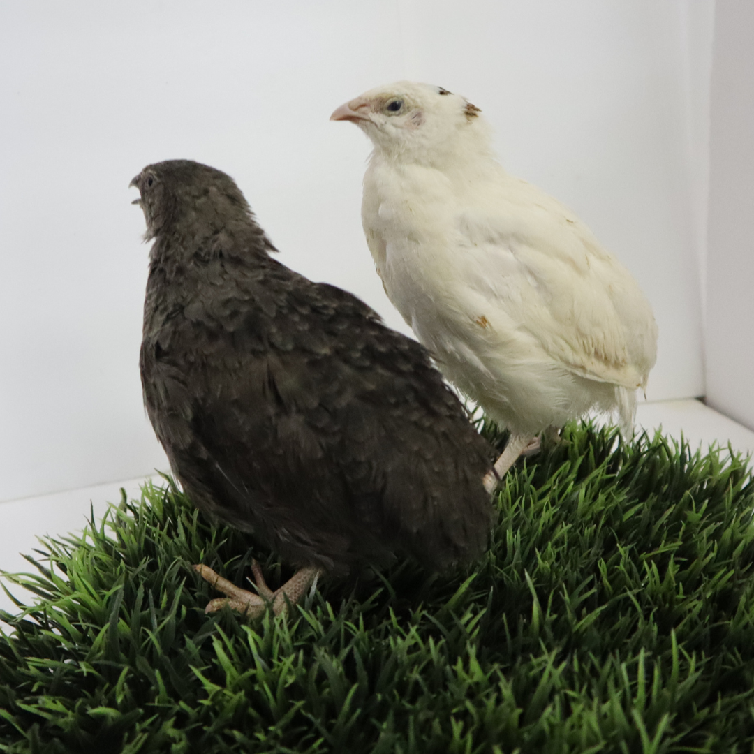 Black and White Edition Quail hatching eggs