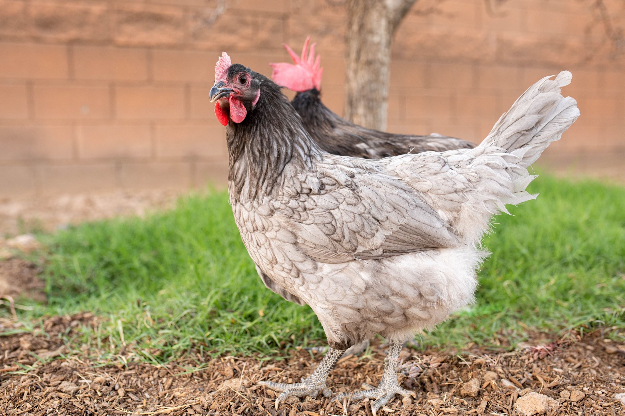 Blue American Bresse Chicks - Buy 10 + 5 Bonus Free (Unsexed, Shipping Included)