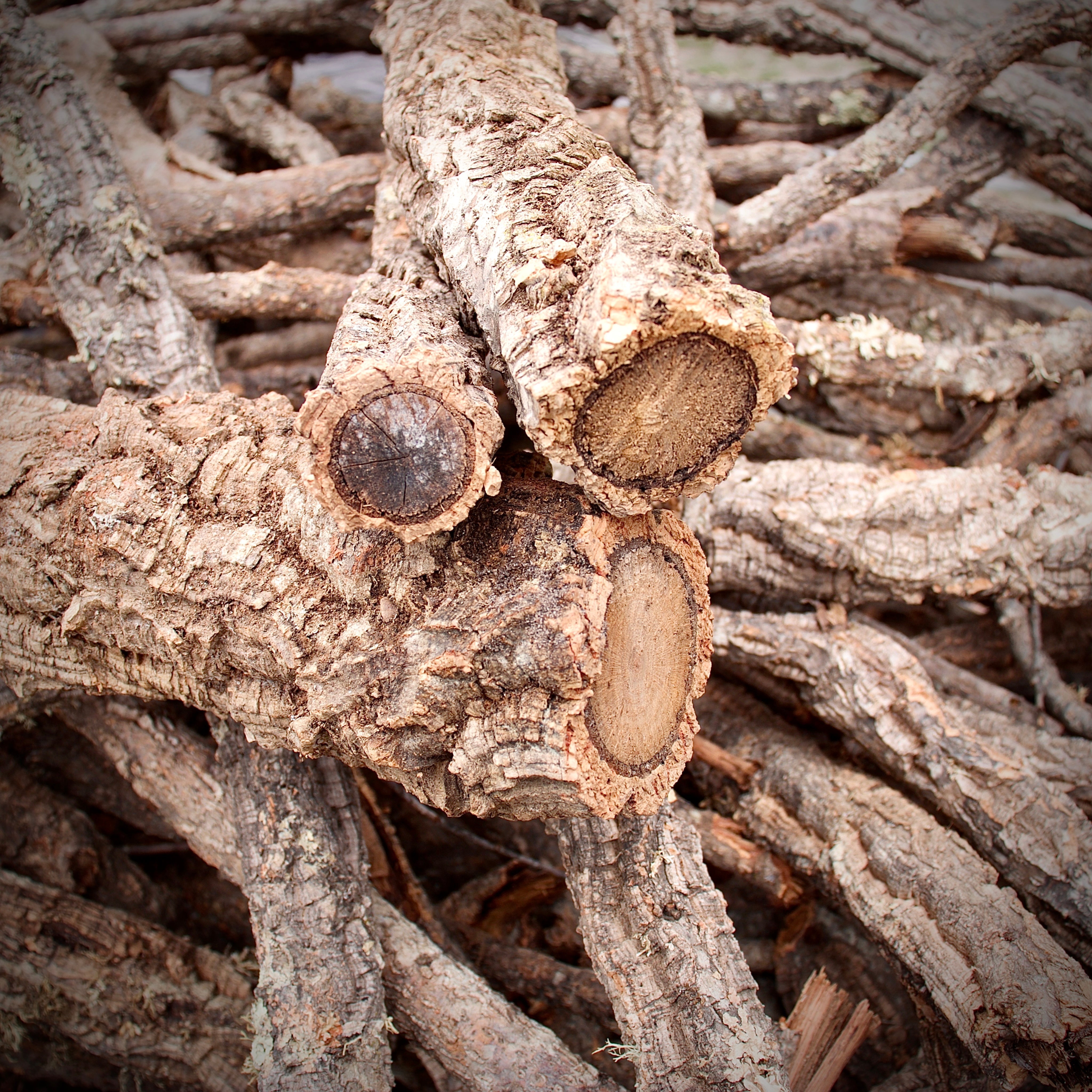 Cork Bark Branches