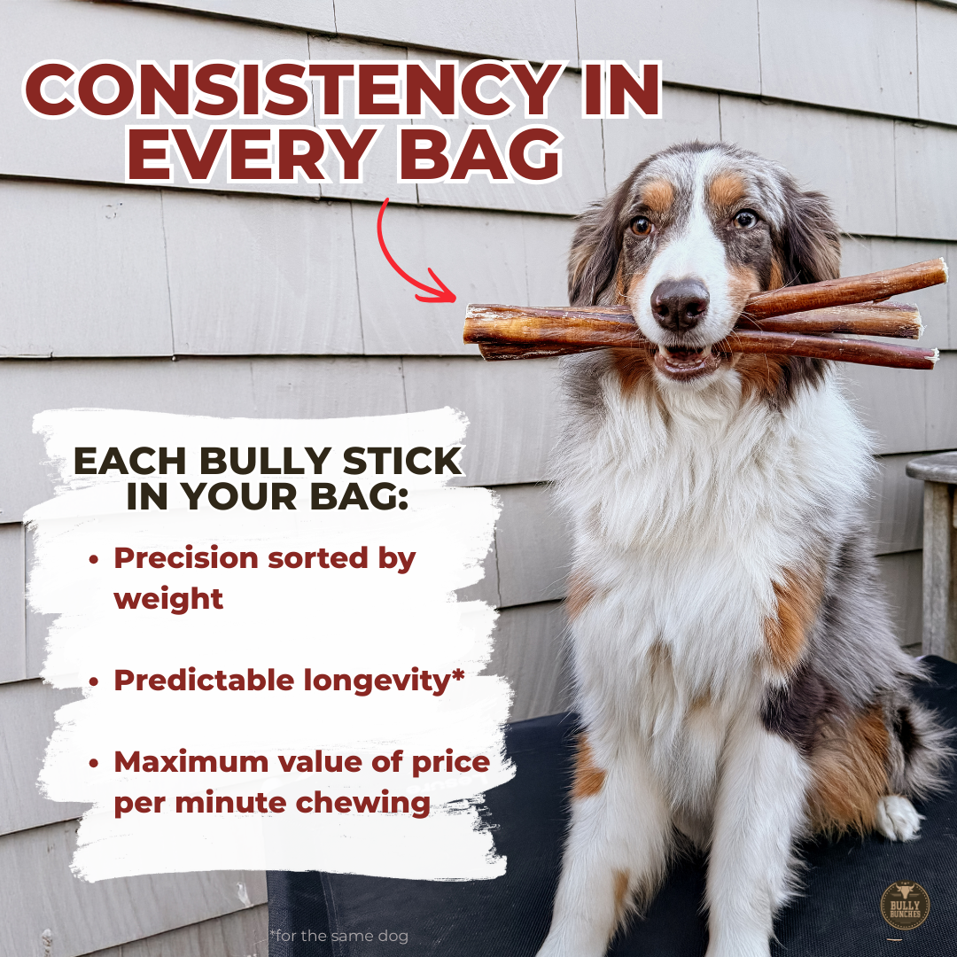 12 Inch Jumbo Bully Stick