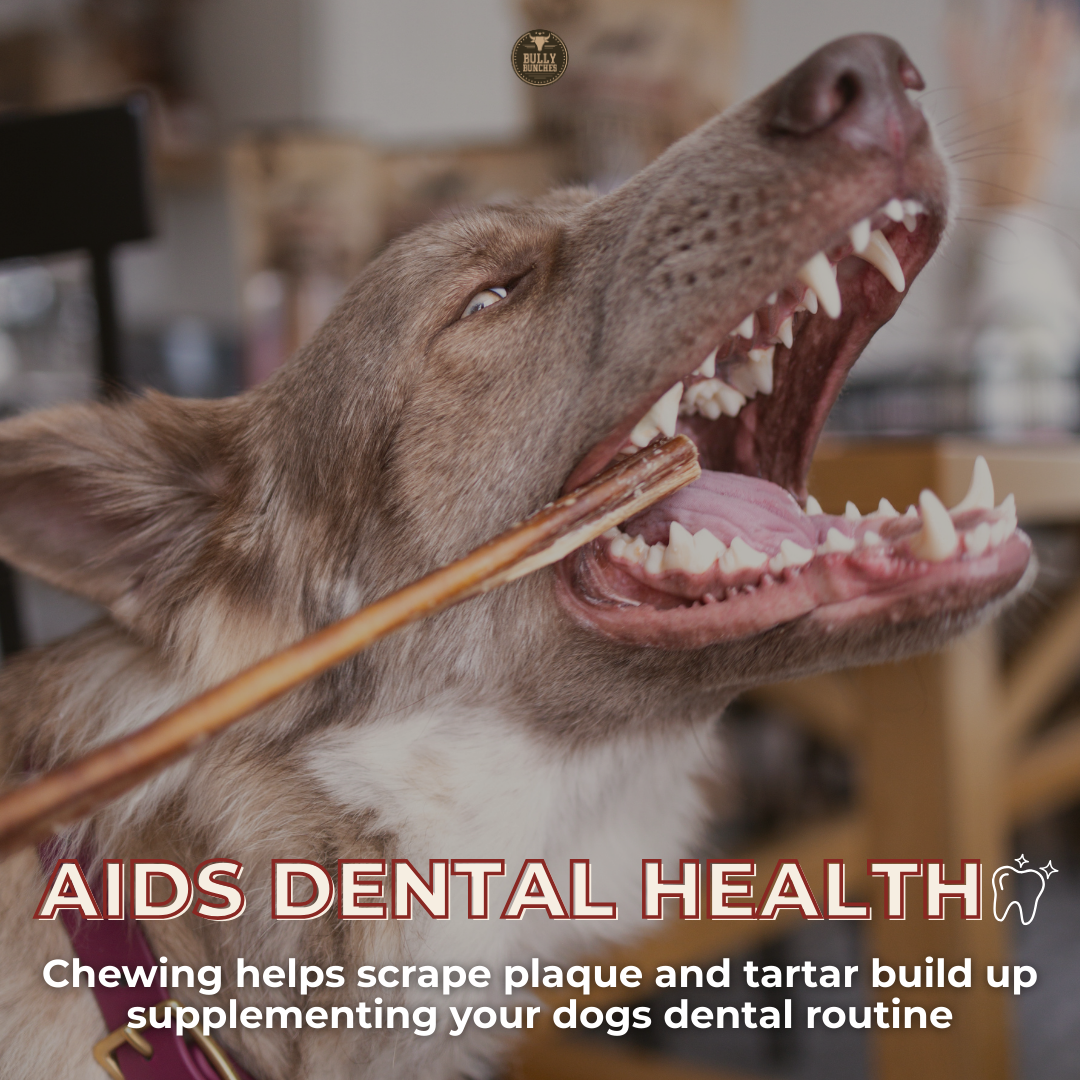 12 Inch Monster Bully Stick