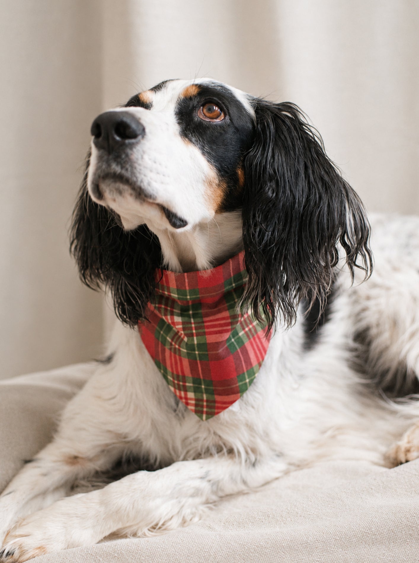PLAID & WINTER BANDANAS