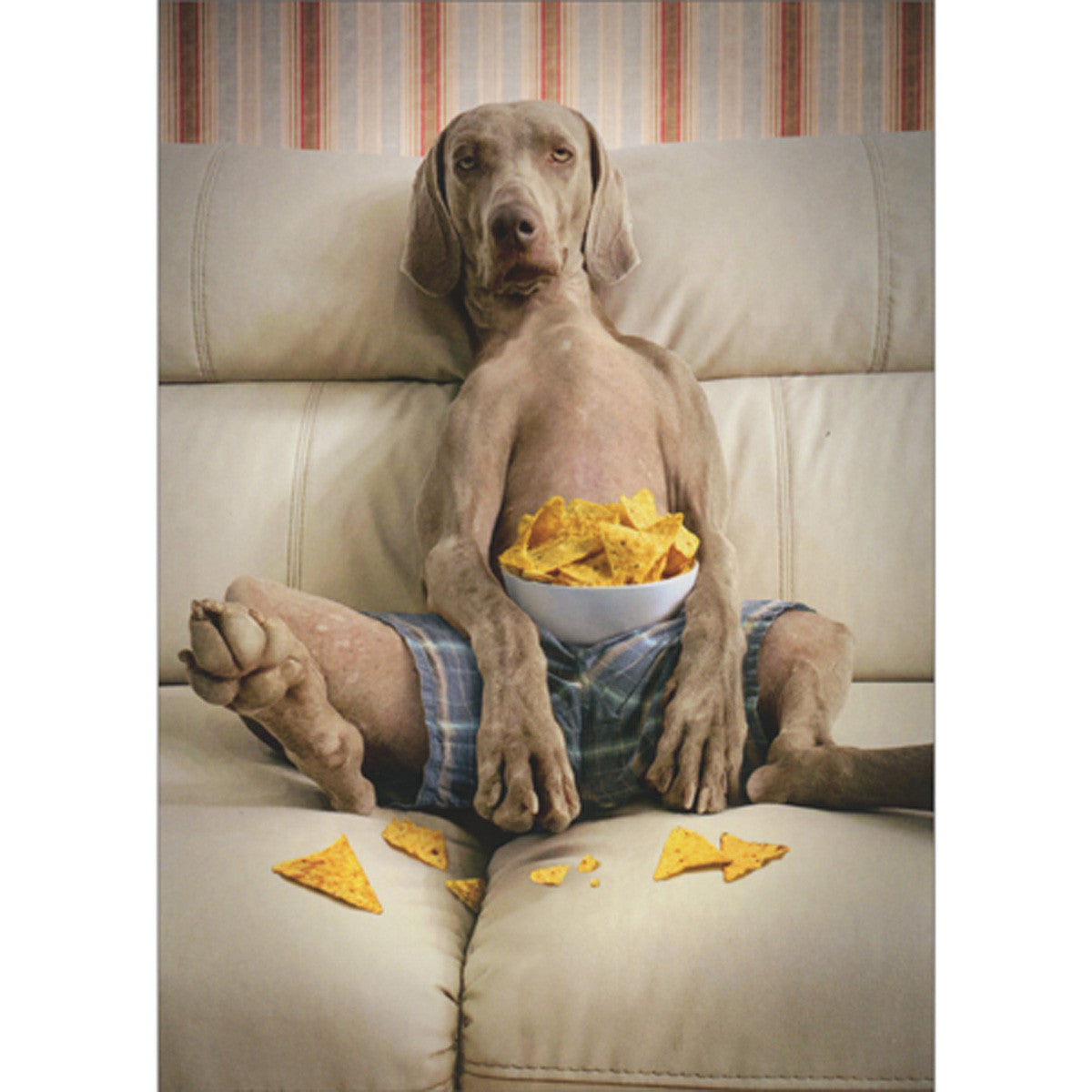 Avanti Dog On Couch With Bowl Of Chip Greeting Card