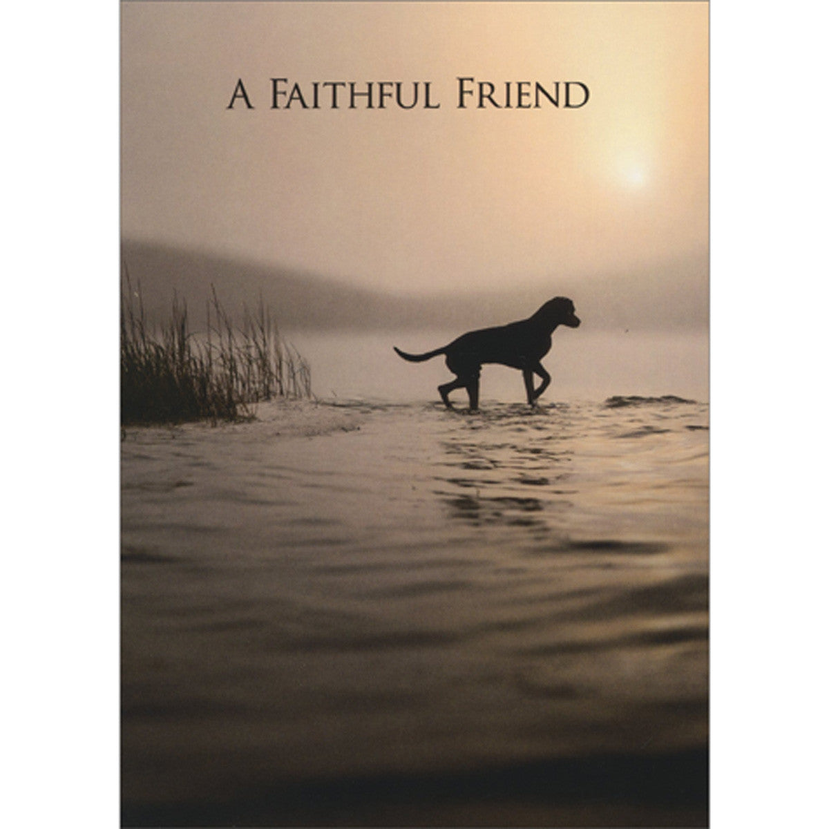 Avanti Dog In Silhouette On Shoreline Greeting Card