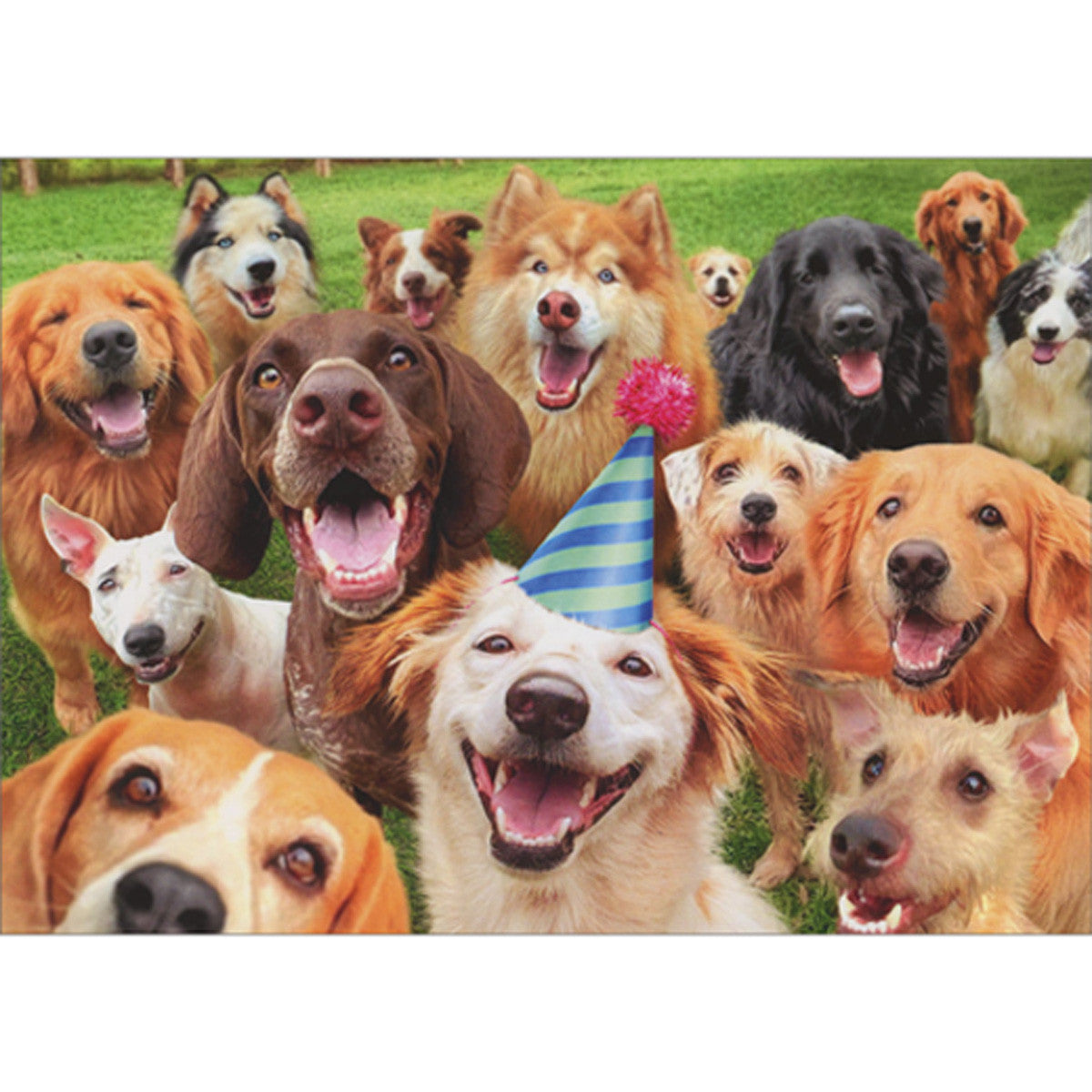 Avanti Happy Dog Faces Greeting Card