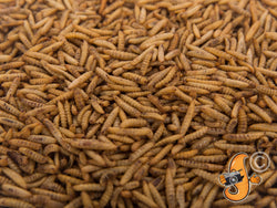 4LB Chubby Dried Black Soldier Fly Larvae