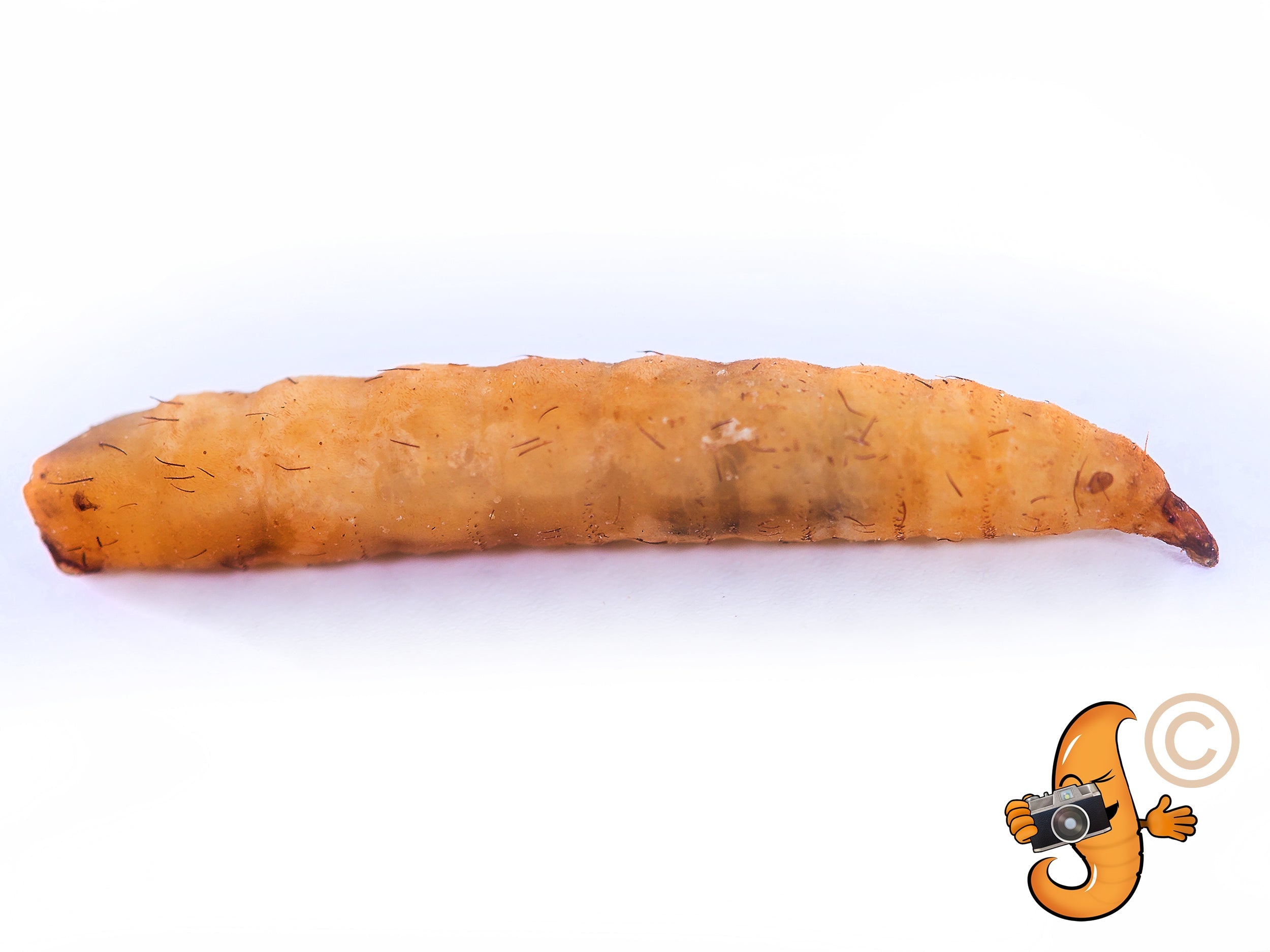 11LB Chubby Dried Black Soldier Fly Larvae - Grown in North America (Montreal) Non-GMO