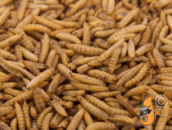 5LB Chubby Dried Black Soldier Fly Larvae - MADE IN THE USA