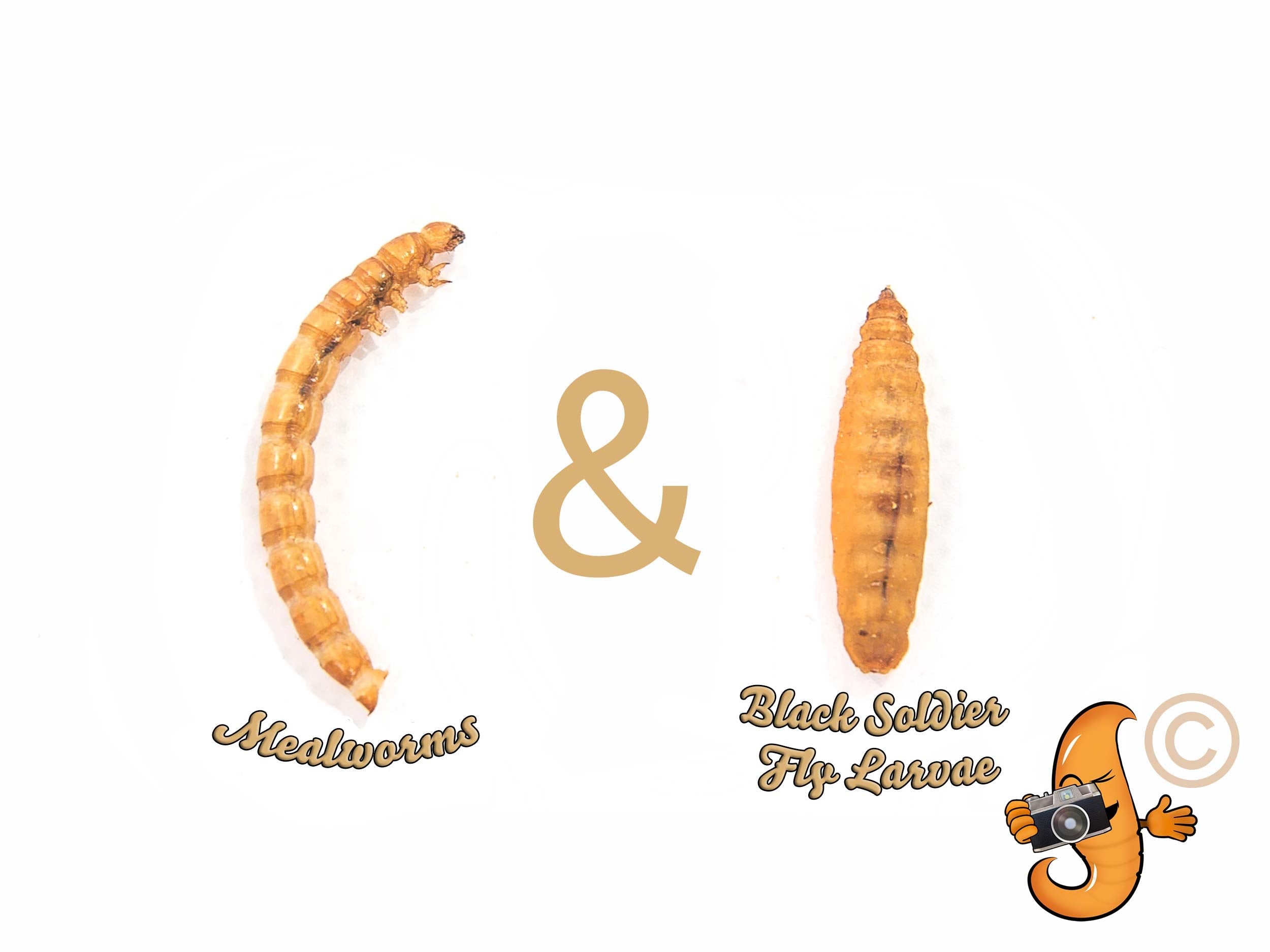 2lb Chubby Mix (Mealworm & Black Soldier Fly Larvae Combo)