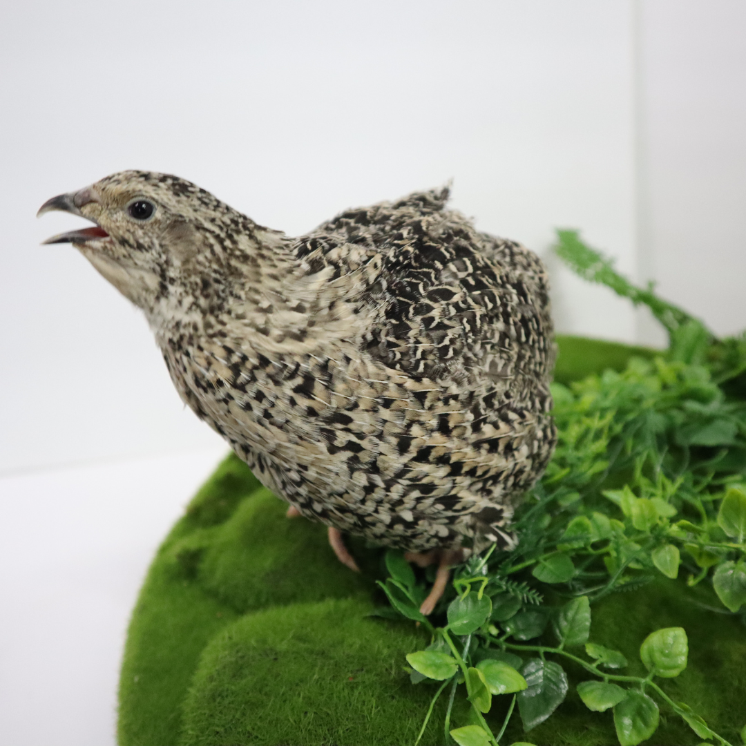 Calico Quail Hatching Eggs