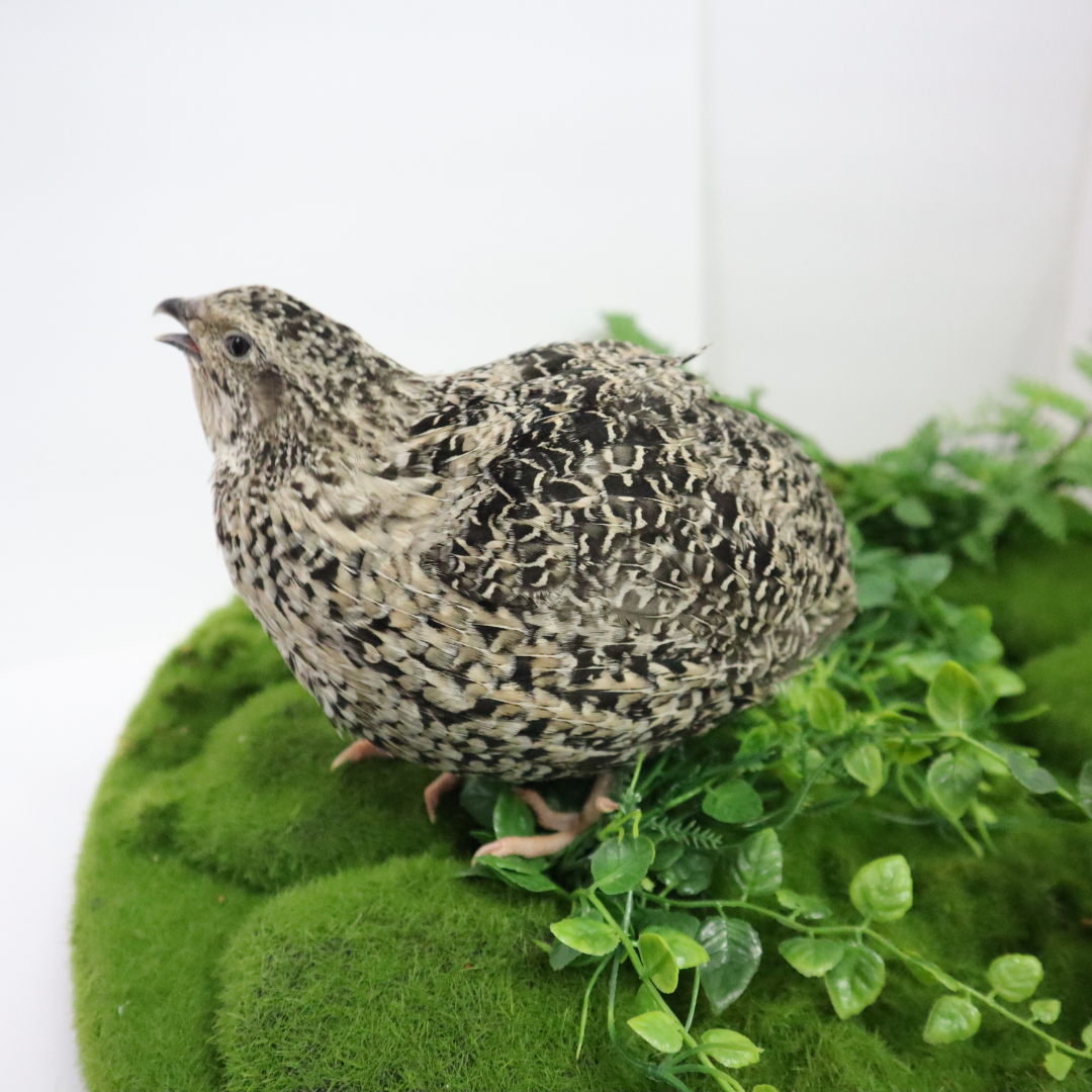 Calico Quail Hatching Eggs